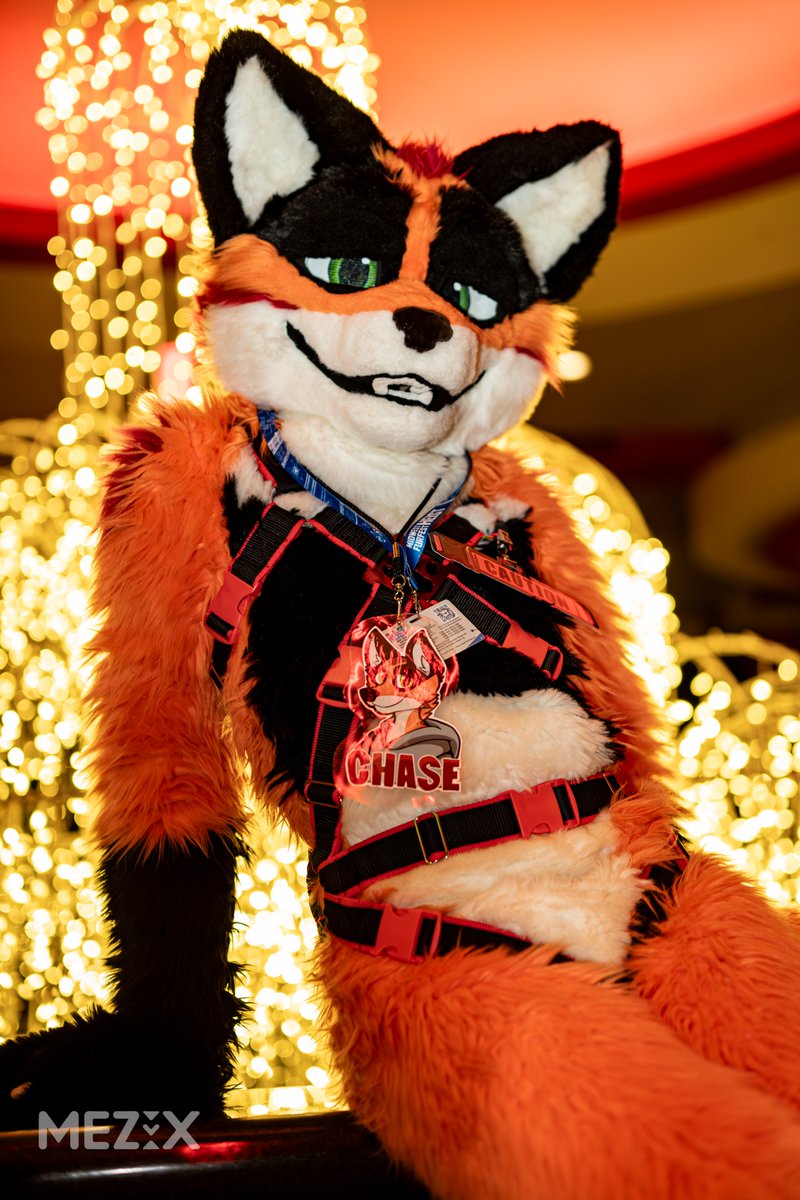 Chase the Fox tweet media