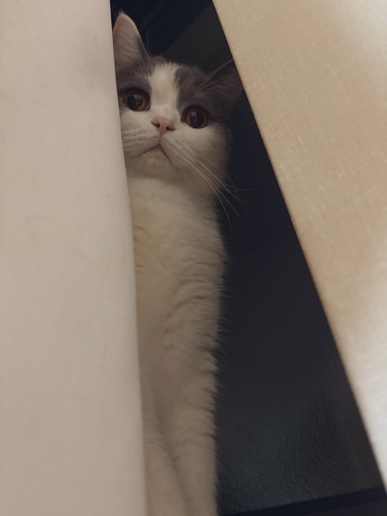 猫好ぴんく🌸🐈🐾 (@nekozuki_pink) on X