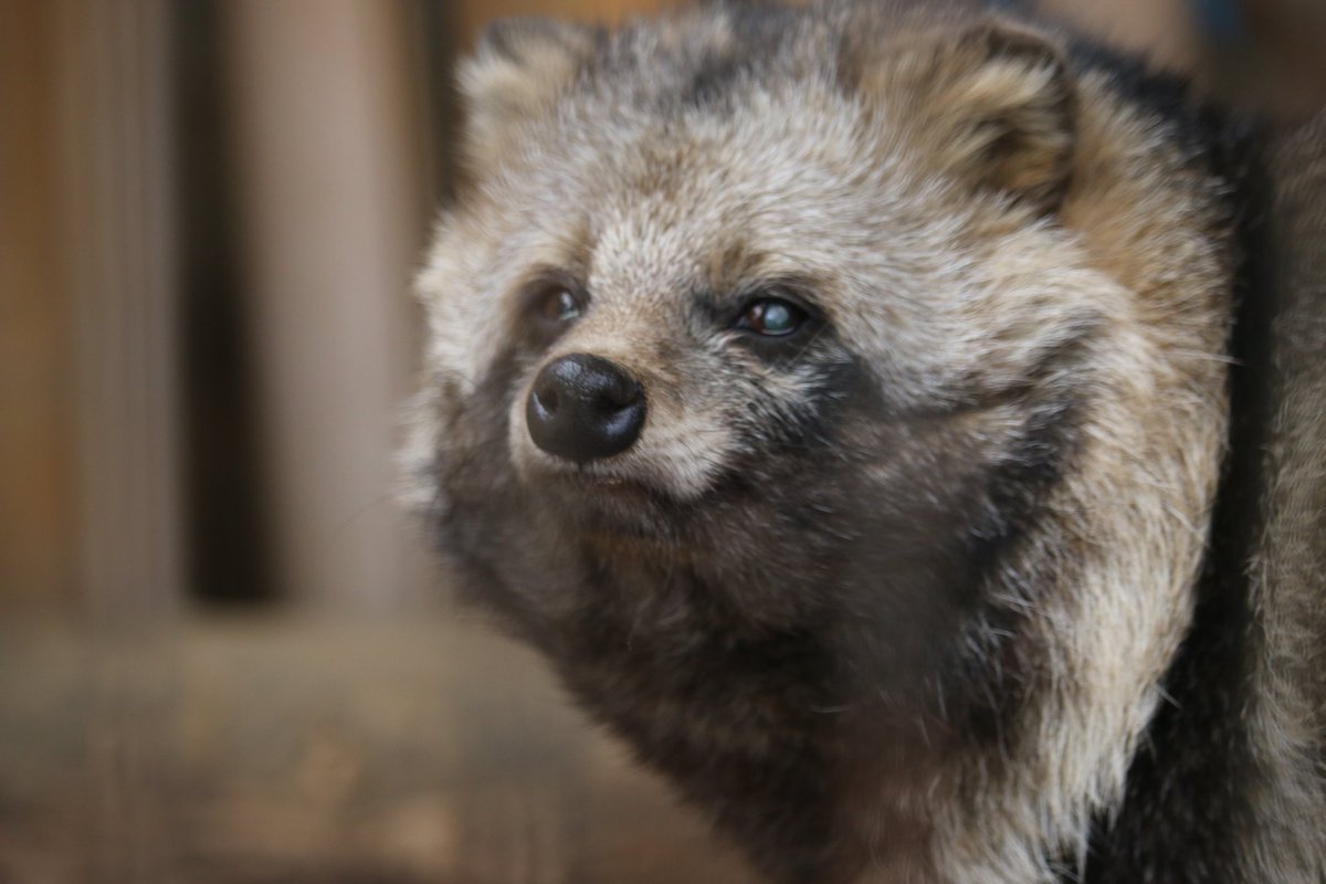 もっち狸 (@tanunomofu3) / Posts / X