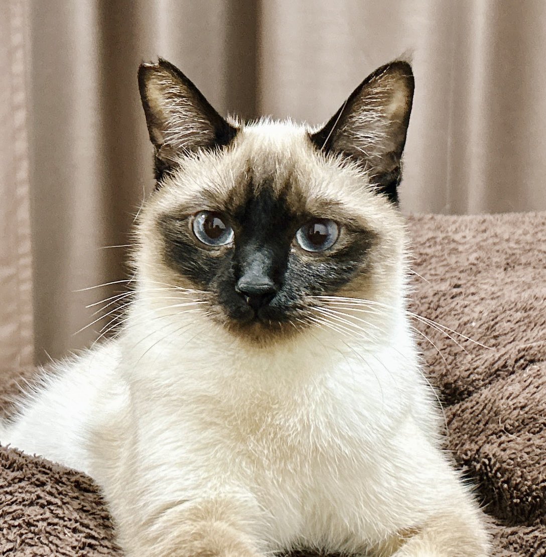 サビ猫サラミ&シャム猫ナッツ (@sarami_0724) / Posts / X