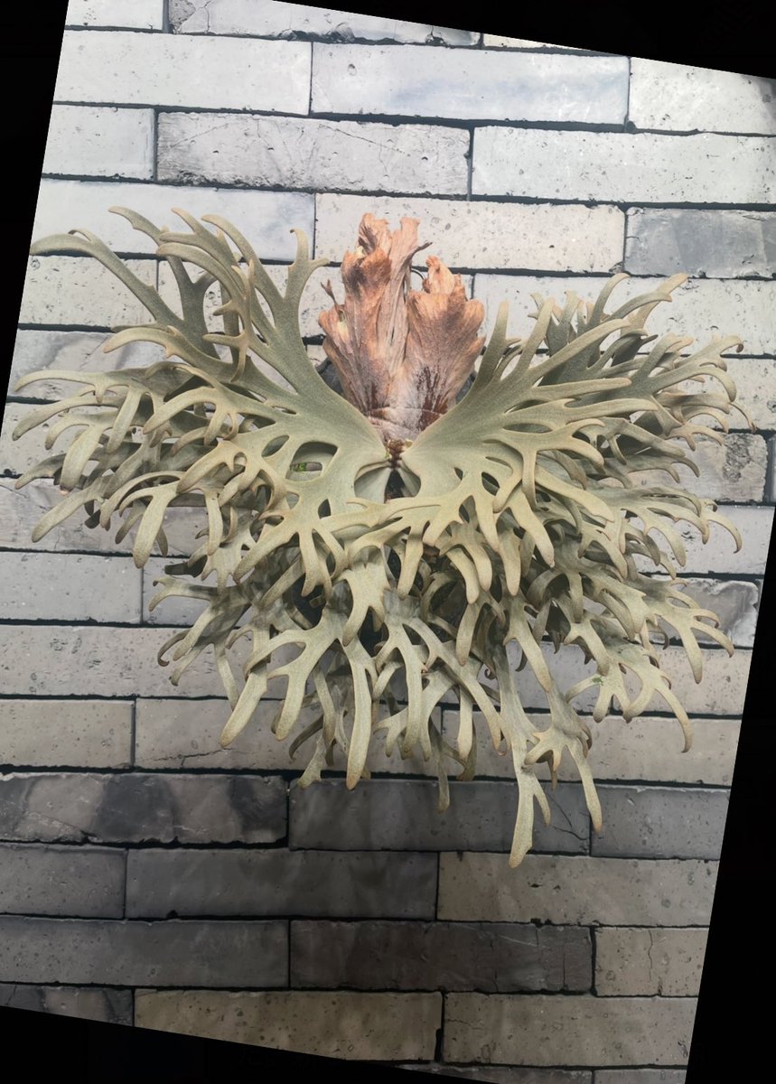 ビカクシダ P. willinckii 'Kaguya' sporeling