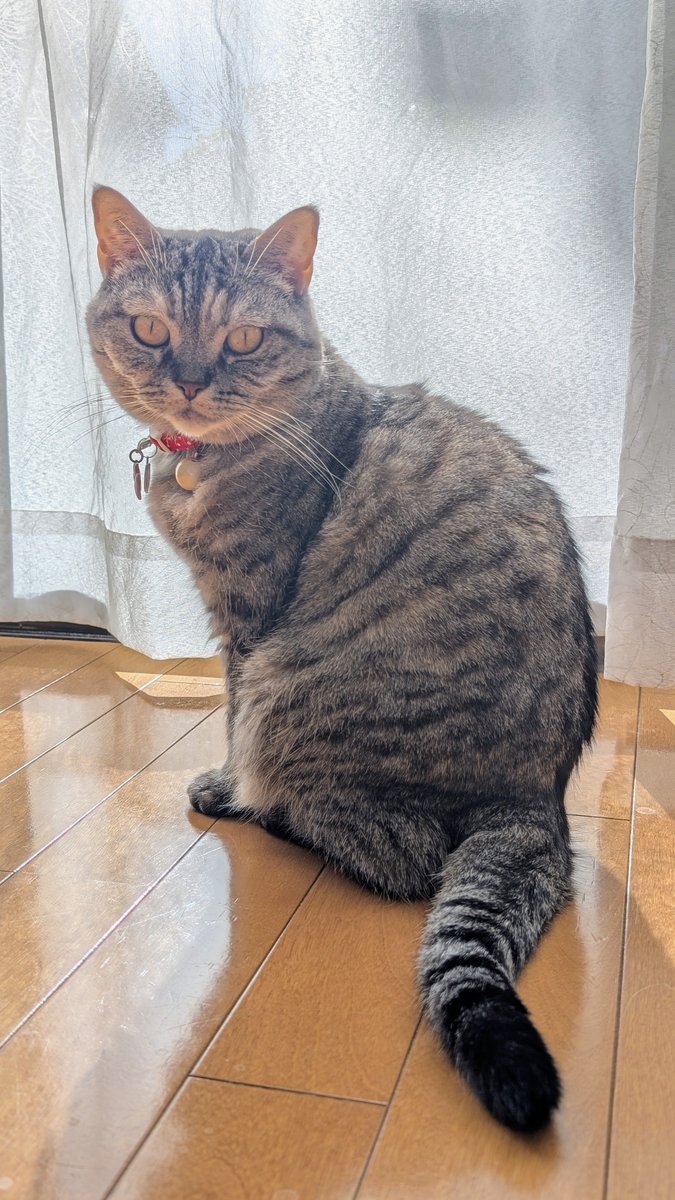 ねこさん⚡(ΦωΦ) (@catnap707) / Posts / X