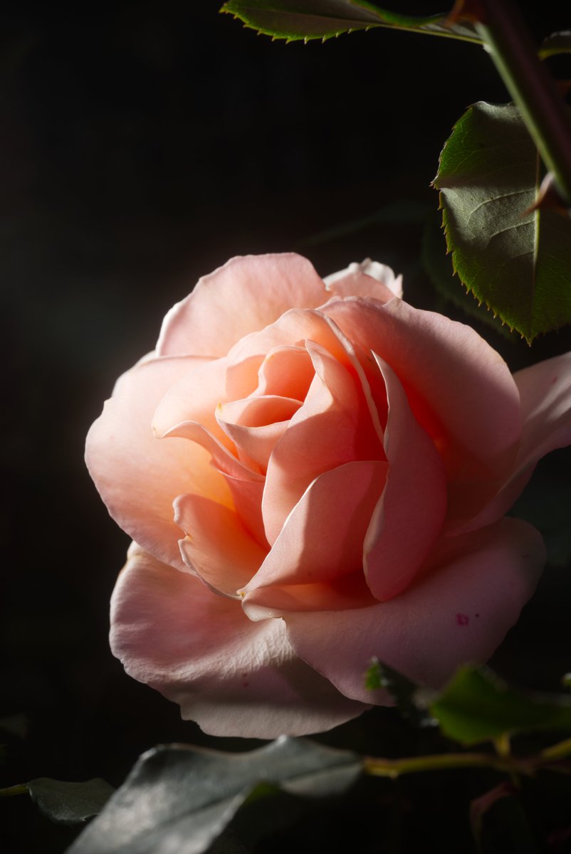 Flower Photo Club Community on X - 4.4K Members