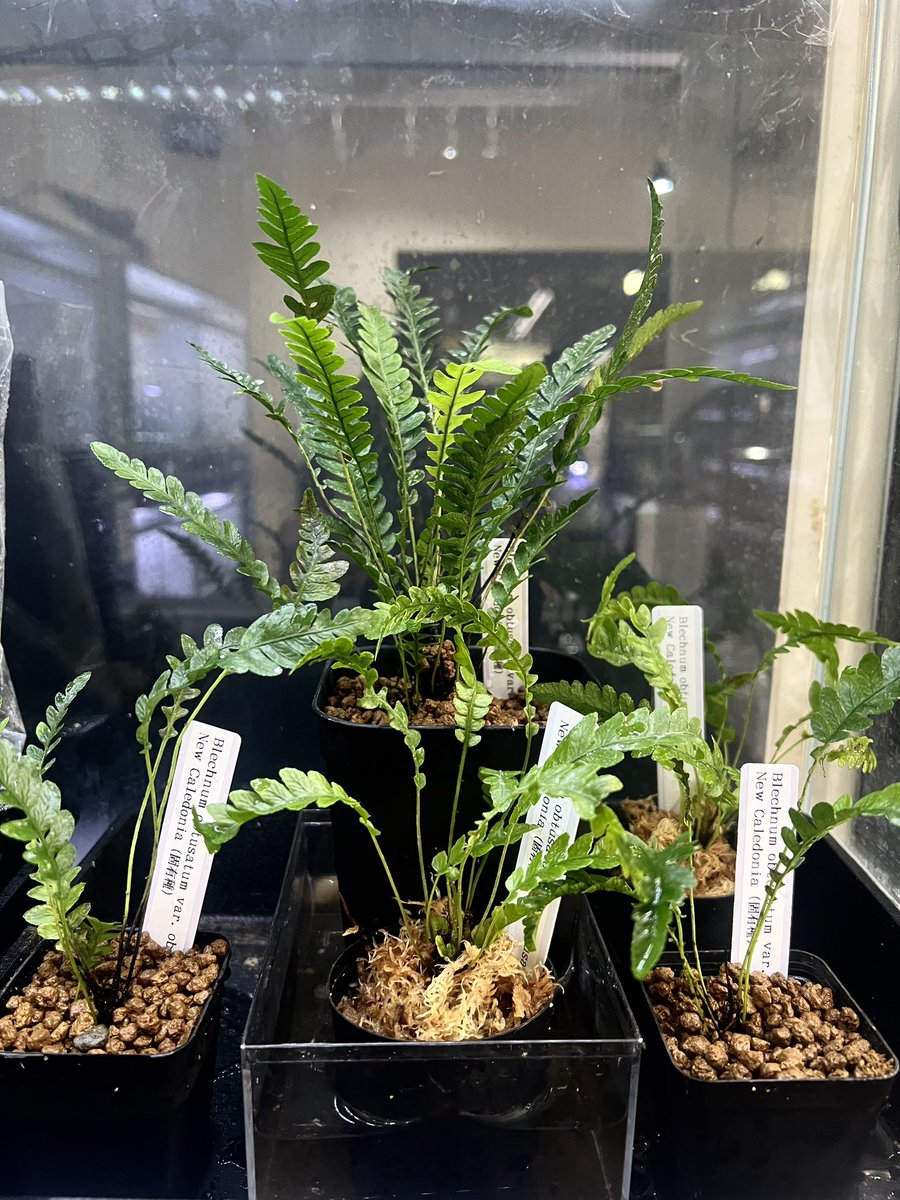 おはようございます！ オブオブの小さめから大きいのまで入荷してい