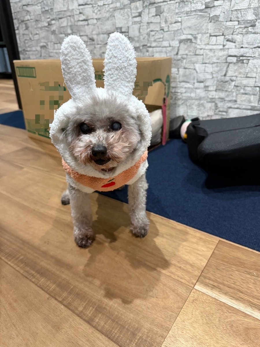 うさぎ始めました。