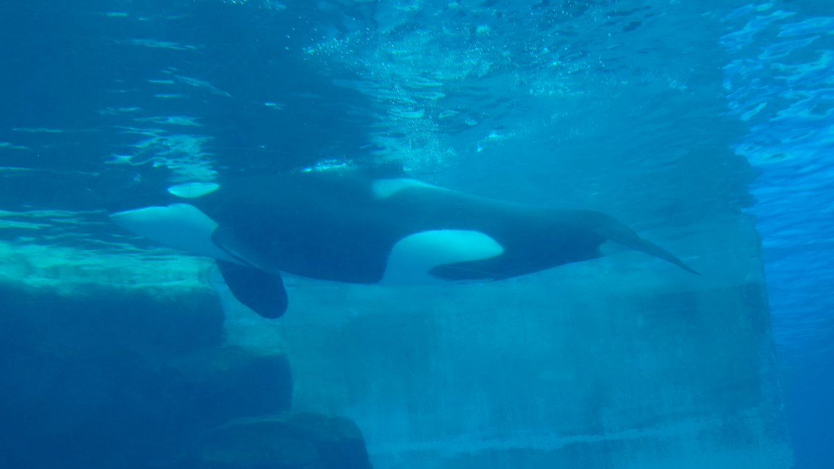 ちゃんがー@C107_1日目東イ-18b (@AZchangaa) / Posts / X