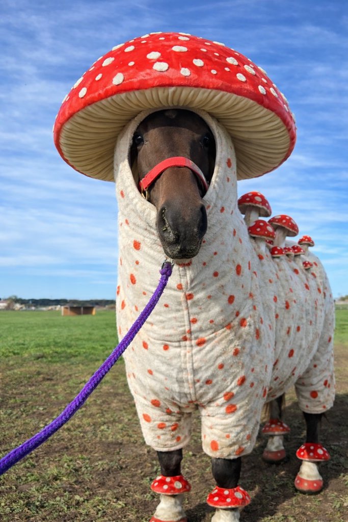 tokki_com's tweet image. ねこをキノコ化するのが流行ってるから馬でもやってみたよ？

可愛くない？🐴ｱｸﾞﾛｳ24