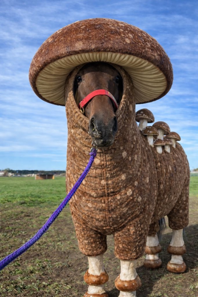 tokki_com's tweet image. ねこをキノコ化するのが流行ってるから馬でもやってみたよ？

可愛くない？🐴ｱｸﾞﾛｳ24