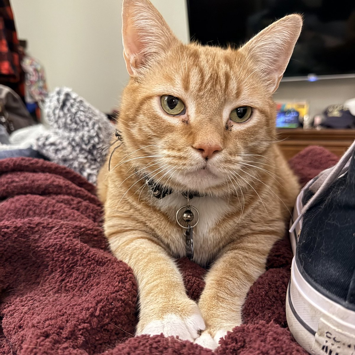 Jacque Jo Bland tweet media