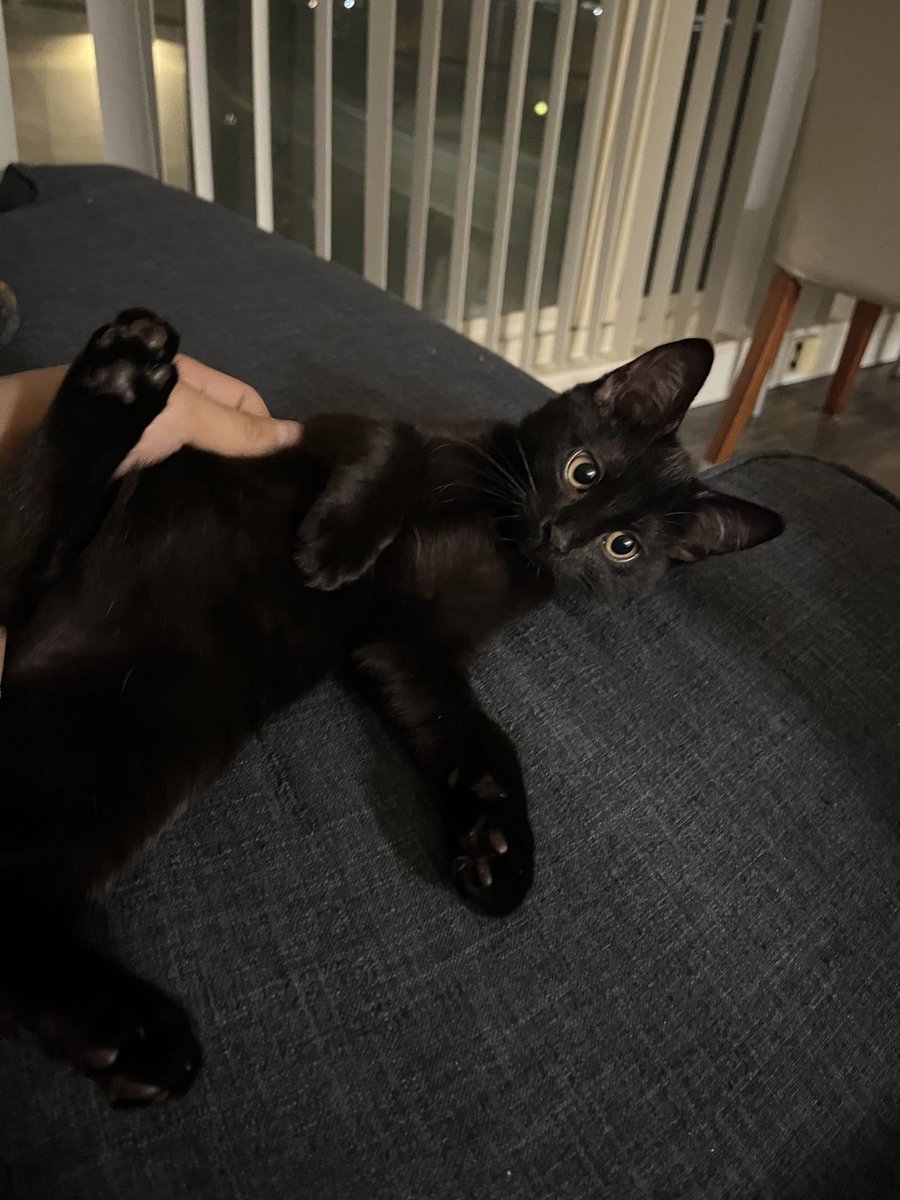 Black cats are not bad luck (@visualscat) on Twitter photo 