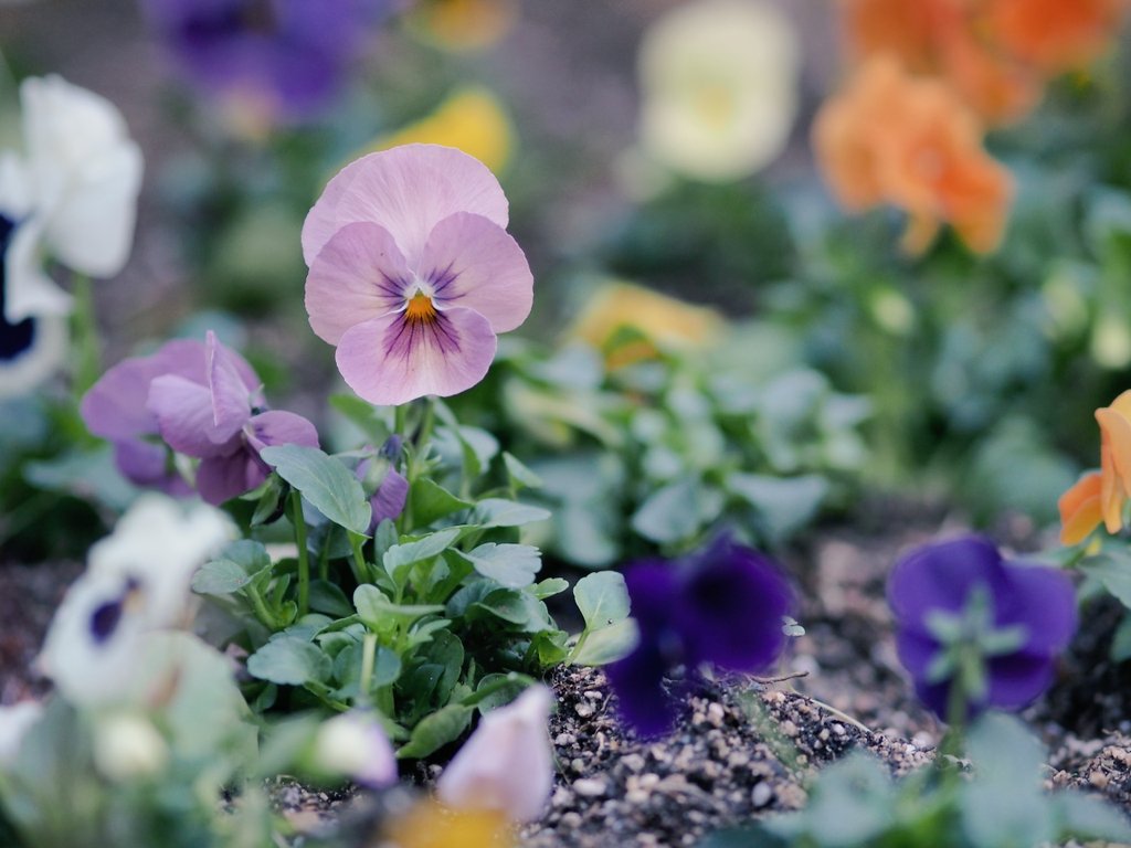 ✨極美品✨オリンパス E-PL6❤️ショット数わずか1,473回！ ☆美品級＆自撮り＆スマホ転送☆オリンパス E-PL6 電動パンケーキ