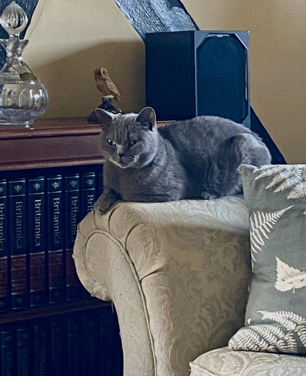 Mum did not return from @newstartcats1 empty handed! I am happy to  introduce Daisy who will be taking responsibility for my account. A  wonderful #Caturday gift! #CatsOnX, image size:976x1200