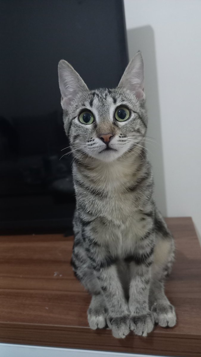 بژی 🤍 یعنی چی مامان؟ هیچکی نگفت بژی چقدر خوشگله بیاد دختر من بشه؟؟
#واگذاری گربه به تهران، اروپا و کانادا
این بچه کیس حیوان‌آزاریه و با لگد زدن دیافراگم و فتقشو پاره کردن، دست و پا و دنده‌هاشو شکستن. وقتی فقط نیم کیلوگرم وزن داشت، جراحی کرد. الان حالش کاملا خوب و سلامته.