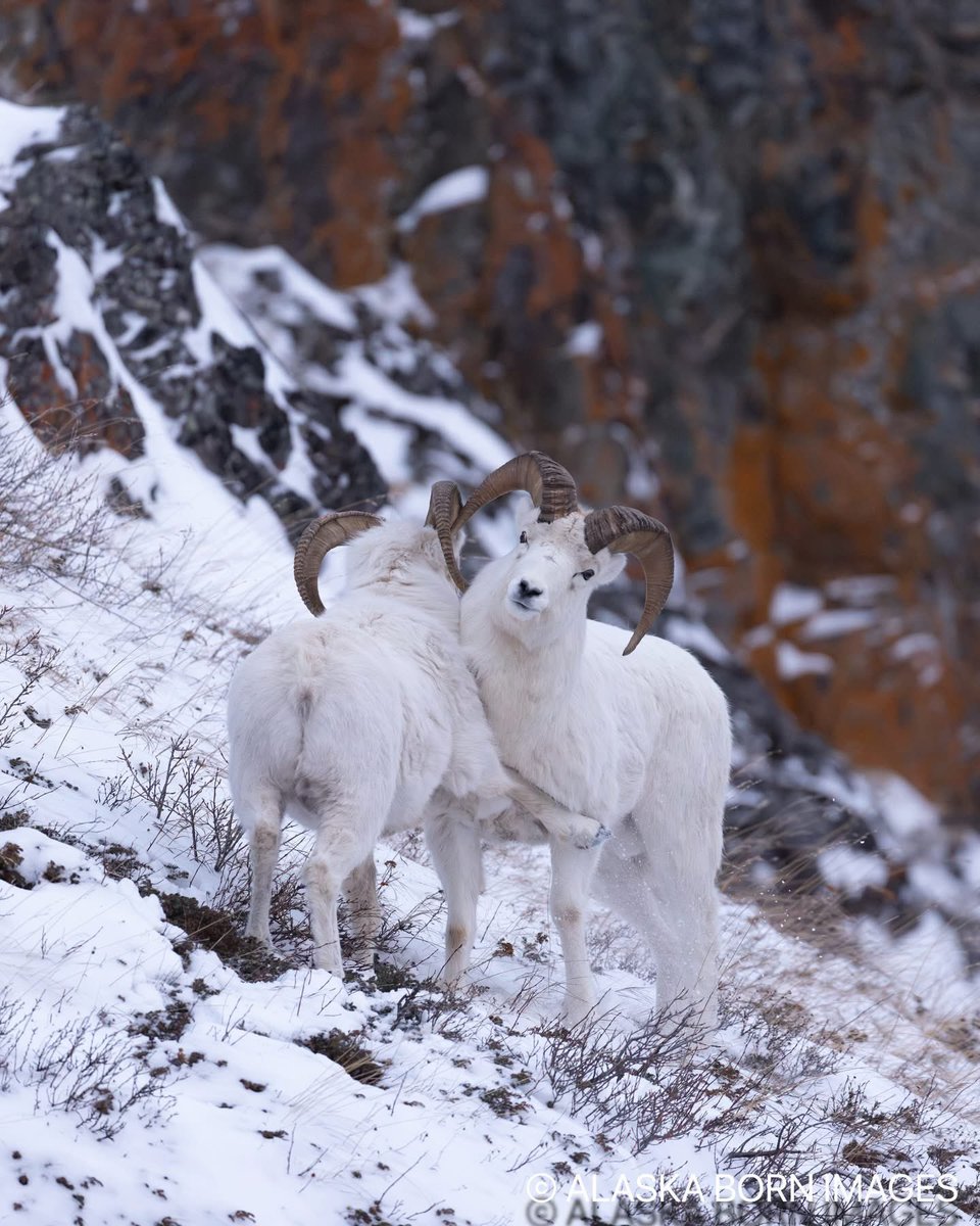 Dallspeep ❤️ Alaska 
Photo by Brian Hartman