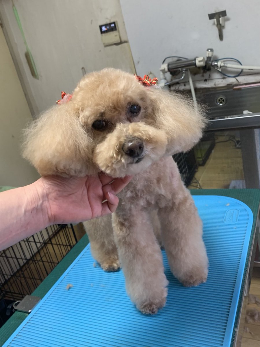 ワンコの写真 浜松市中央区深萩町のミカン農園「とくら園」】今年の秋は愛犬と一緒に