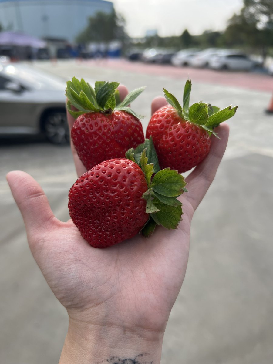 今日份的快樂
是🍓給我的

嘿嘿嘿嘿
展示一下 
只能拿三顆草莓的小手手