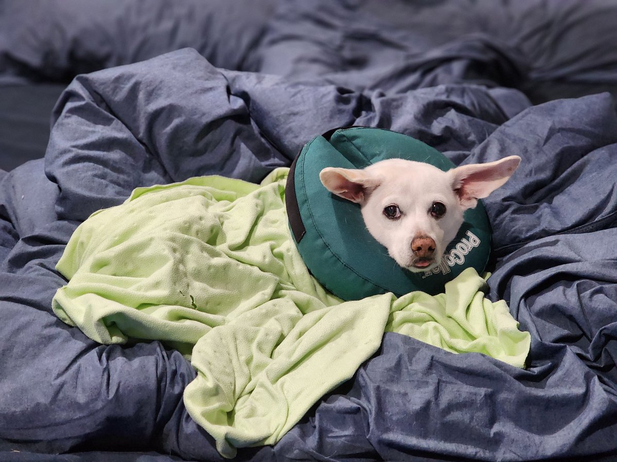 SnakeQueen tweet media