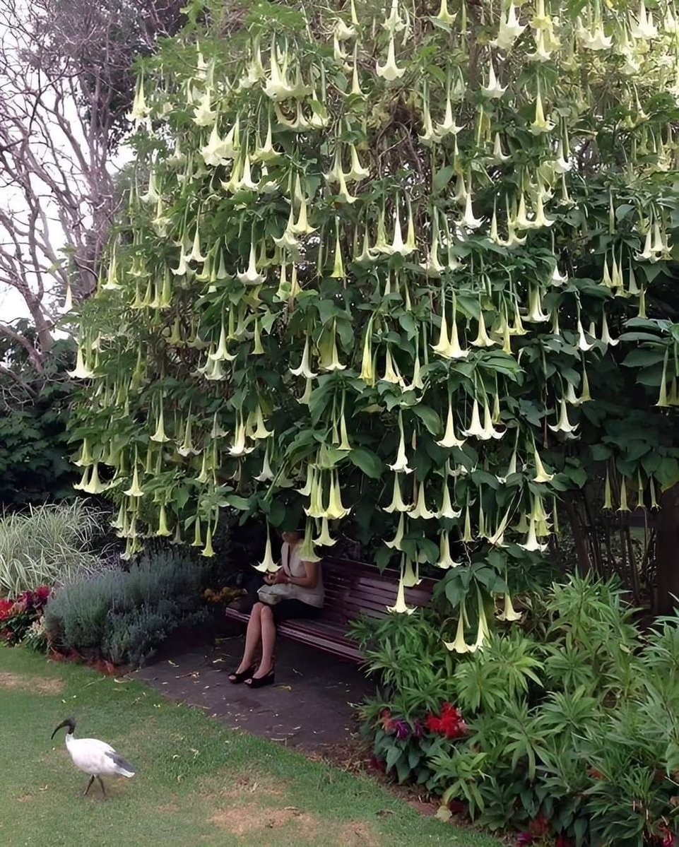 lavieestbelIe's tweet image. Angel's trumpets