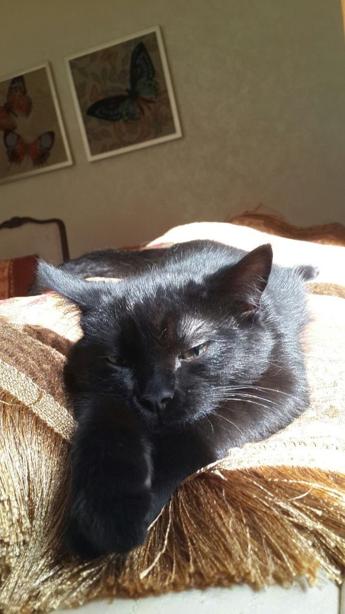 visualscat's tweet image. 