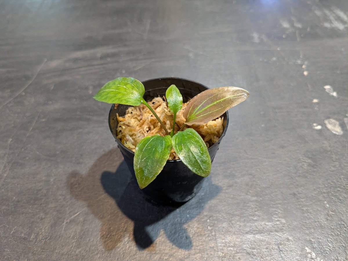 ebinokakato's tweet image. こんにちは、ebinokakatoの長嶋です

本日の入荷はADAの組織培養
ジャングルプランツから『With LA』
3種類が入荷しました。

期間限定販売ですので📢
お早めにご来店ください💨

🌿クリプトコリネ sp. フィリピン
Made by ADA

🌿ジョセフィア イントリカータ
Made by ADA

🌿ホマロメナ・アマリィ…