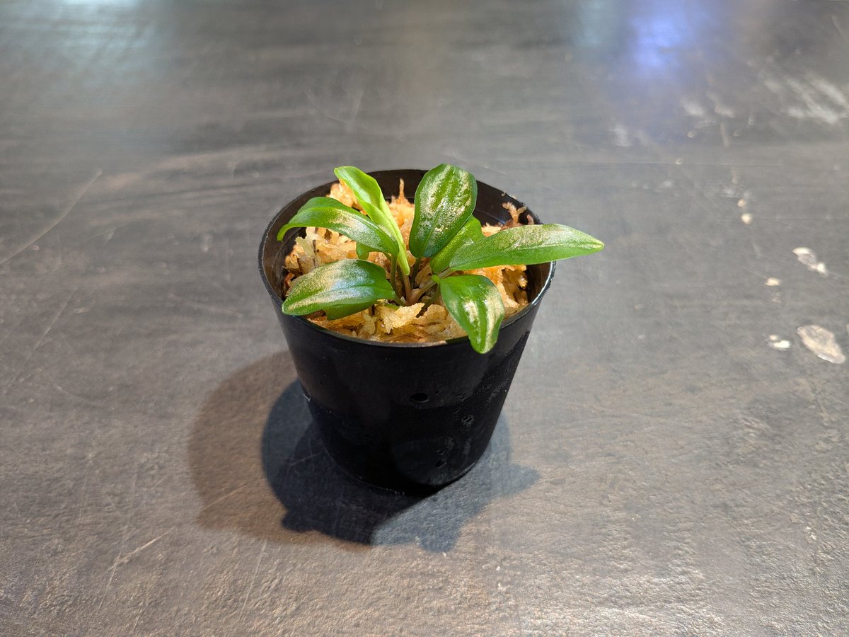 ebinokakato's tweet image. こんにちは、ebinokakatoの長嶋です

本日の入荷はADAの組織培養
ジャングルプランツから『With LA』
3種類が入荷しました。

期間限定販売ですので📢
お早めにご来店ください💨

🌿クリプトコリネ sp. フィリピン
Made by ADA

🌿ジョセフィア イントリカータ
Made by ADA

🌿ホマロメナ・アマリィ…