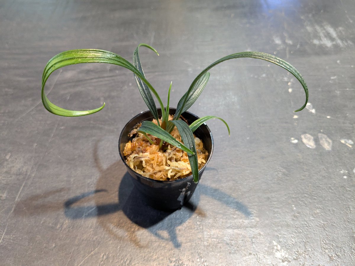 ebinokakato's tweet image. こんにちは、ebinokakatoの長嶋です

本日の入荷はADAの組織培養
ジャングルプランツから『With LA』
3種類が入荷しました。

期間限定販売ですので📢
お早めにご来店ください💨

🌿クリプトコリネ sp. フィリピン
Made by ADA

🌿ジョセフィア イントリカータ
Made by ADA

🌿ホマロメナ・アマリィ…