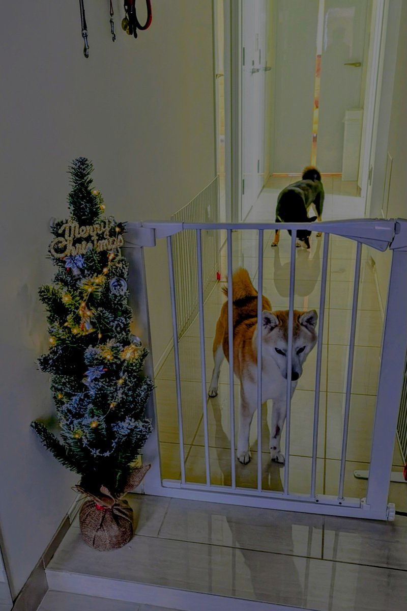 クリスマスツリーを出したよ