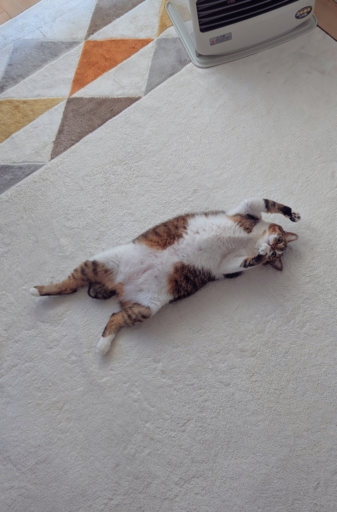 猫目 宇宙人のような猫がいた。吸い込まれそうなマチルダの瞳（動画・画像