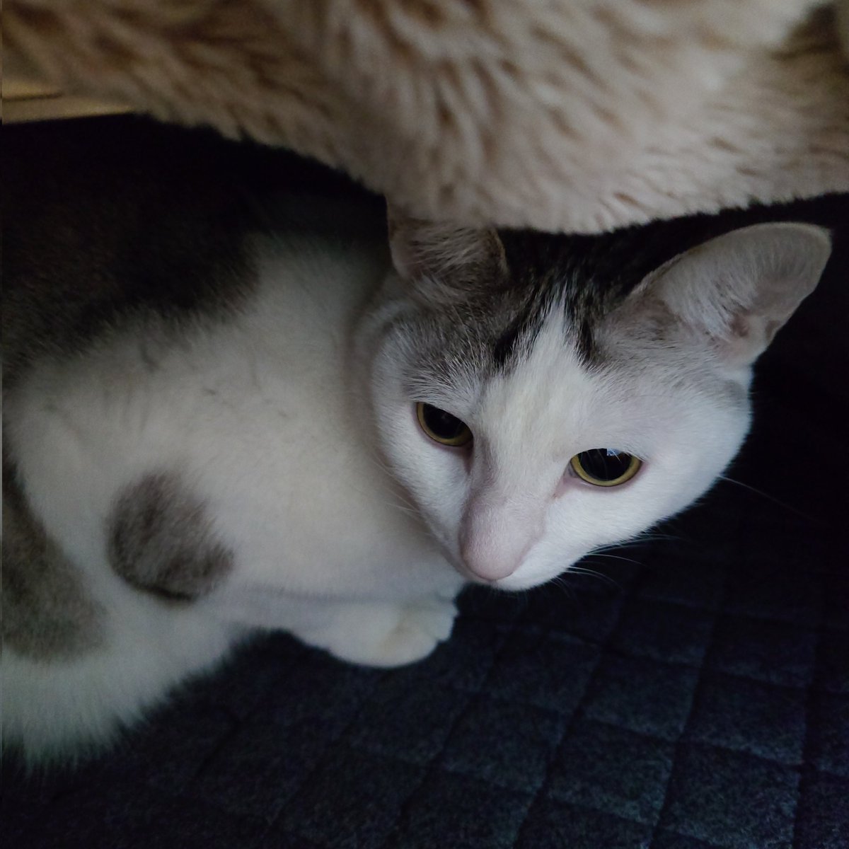 やまねこ。 (@_yama_neko_) / Posts / X