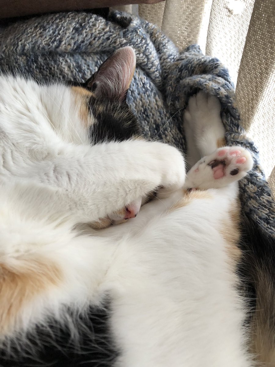 ⭐️ サリー ⭐️ Z/X ゼクス カードガチャ 13thアニバーサリー No.14 ほのめセット Z/X