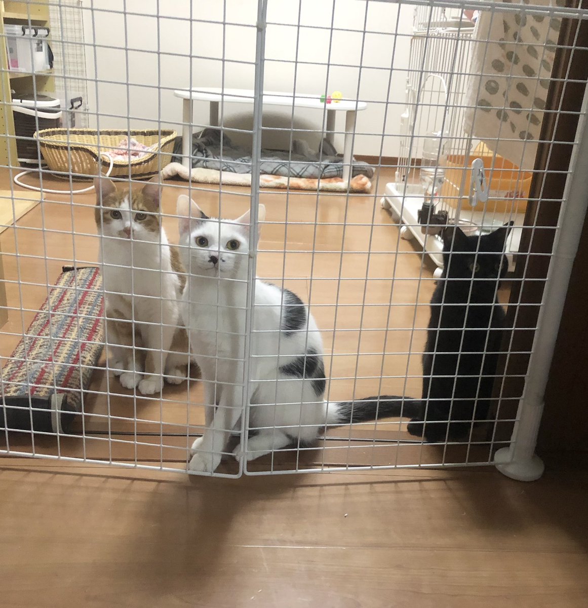 8wale77's tweet photo. リビング向こうのコーナーからこちらを見る見る…
⁡
どうしよう？と リビングに呼んだら
夜はね 私のお腹に乗ったり
お顔にくっついたり〜
ただし…
ウチの子が体調崩し 戻ってもらったの😔
⁡
今のままじゃあ 可哀想！😭
早く 新しい飼い主さんに 思いっきり 甘えさせてあげたい！
⁡
 #里親募集中 https://t.co/5VJX7QTJr5
