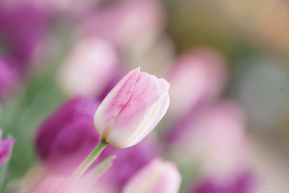 チューリップ】🌷