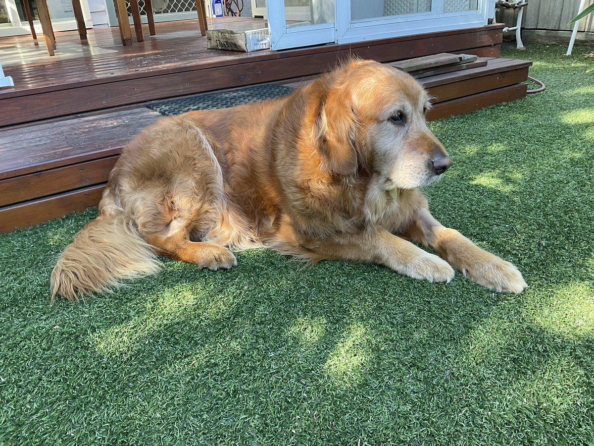 MissBaileyWoof's tweet photo. It’s #SideEyeSaturday and I’m snoopervising the gardening. https://t.co/rbvOphaEWH