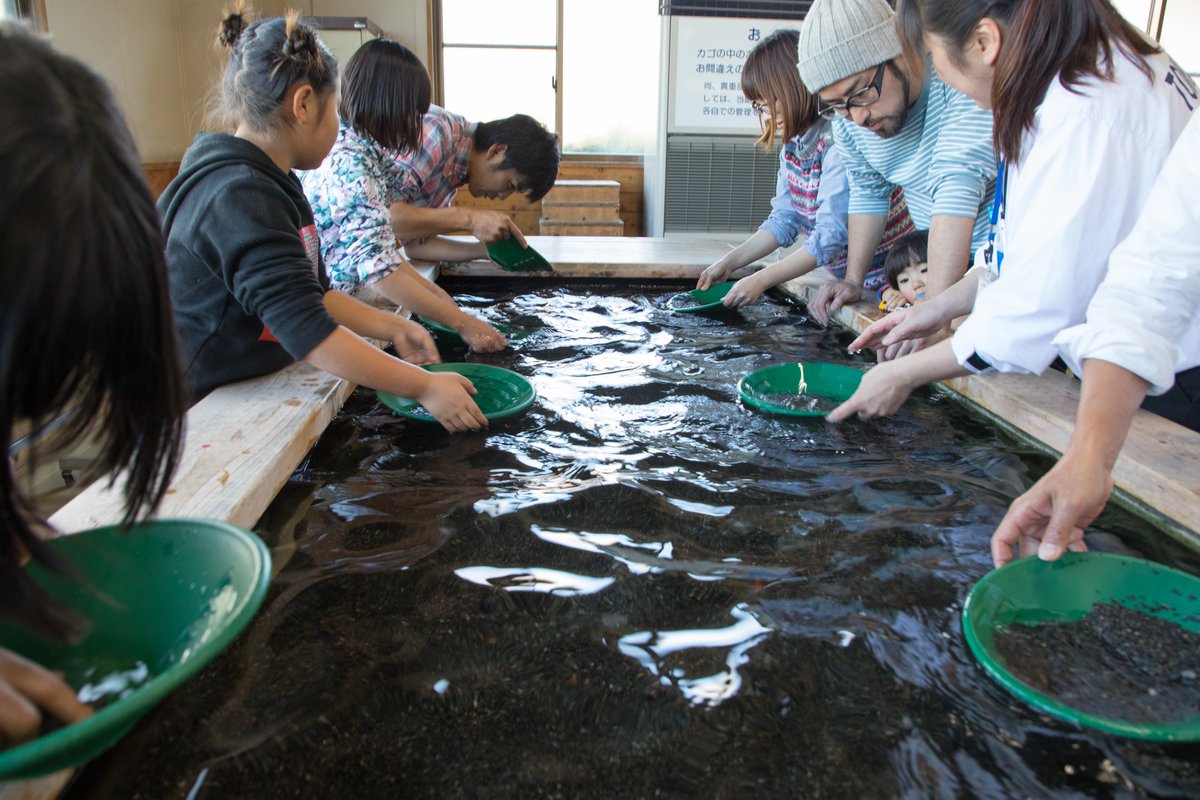 202512月20日 砂金採り体験が、金銀ミックスとプレミアム金と なって