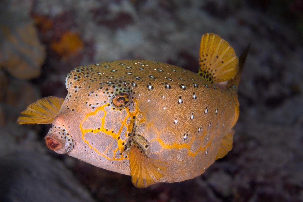 OceanDimensions's tweet photo. A couple of popular photos of 2025.
#uwphoto #maldives #scuba #Diving #scubadiving #favorite https://t.co/7Mw1OsRFnR