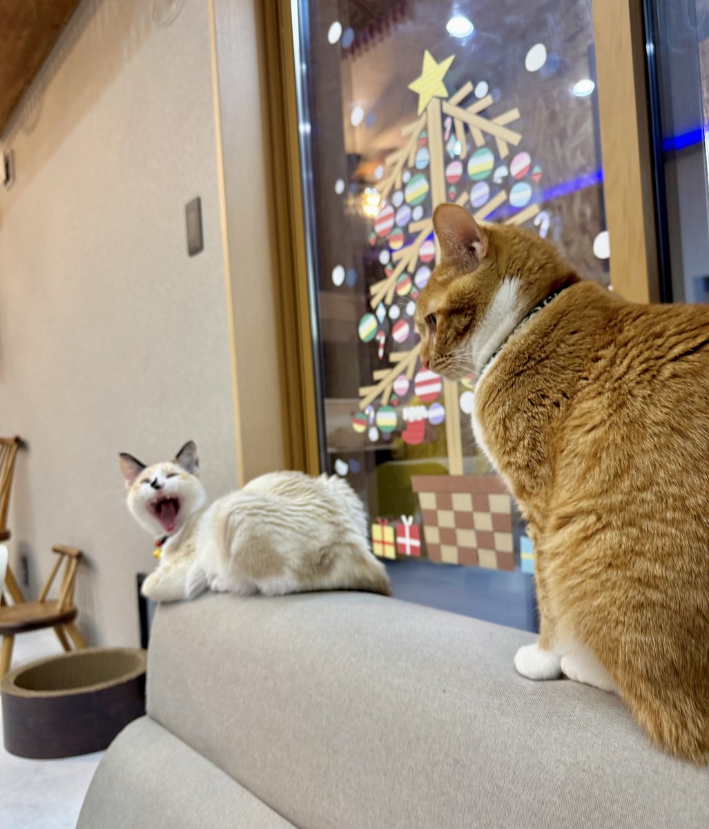 マステで作ったクリスマスツリーとネコの写真を撮ったら、1枚目がコレ。