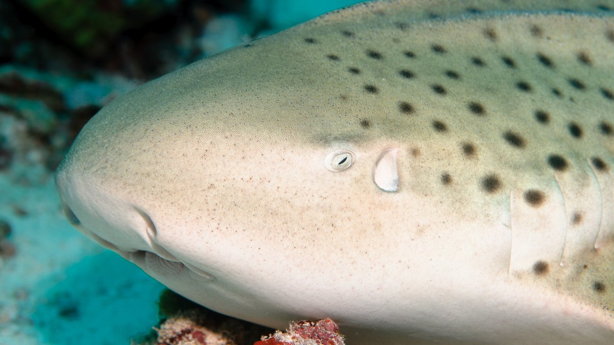 OceanDimensions's tweet photo. And some more popular pics of 2025.
#Popular #photo #uwphoto #scuba #Diving #scubadiving #maldives https://t.co/l08vEhqsAW