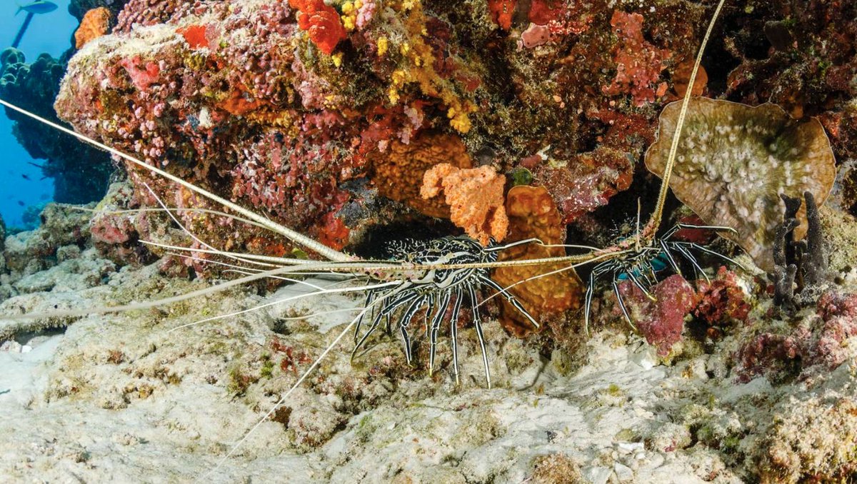 And some more popular pics of 2025.
#Popular #photo #uwphoto #scuba #Diving #scubadiving #maldives