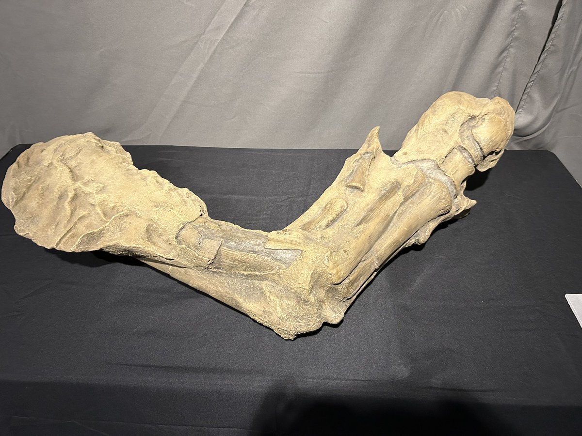 化石 エドモントサウルスのミイラ化石があって滅茶苦茶ビビった