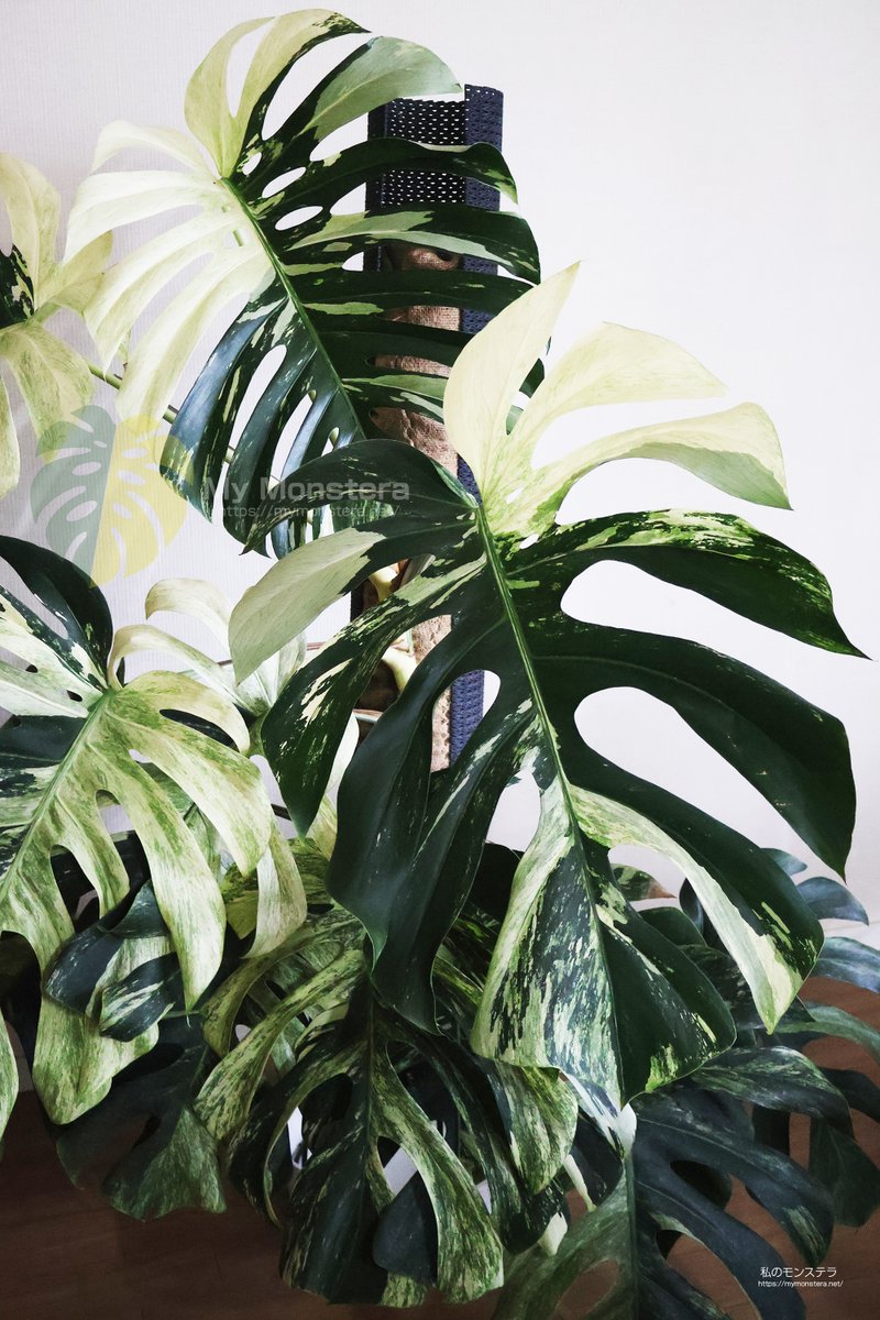 私のモンステラ (@mymonstera) / Posts / X