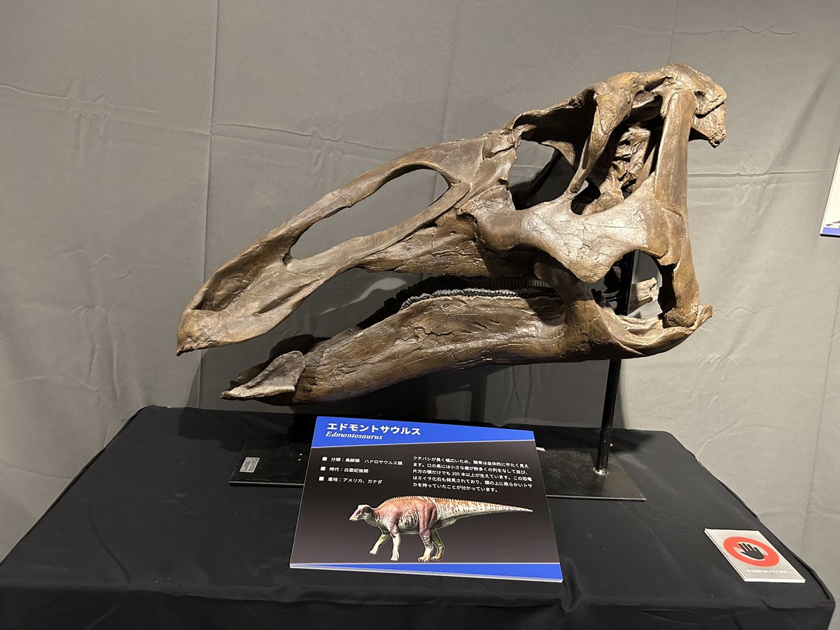 高品質！ エミュ　頭骨 エジプトのミイラの頭部 - 頭骨・骨格標本・剥製販売 【Core-Box】