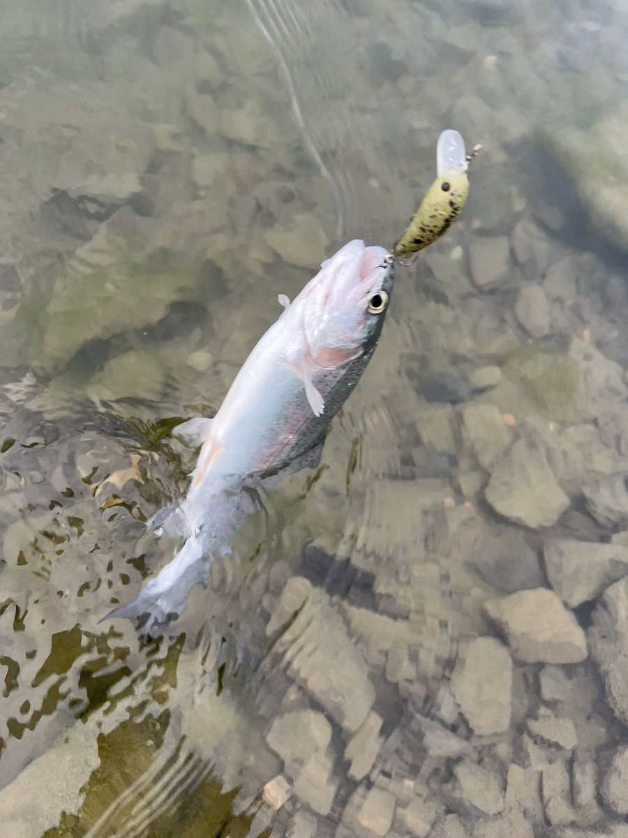 よったん よったん (@yottanntann) / Posts / X