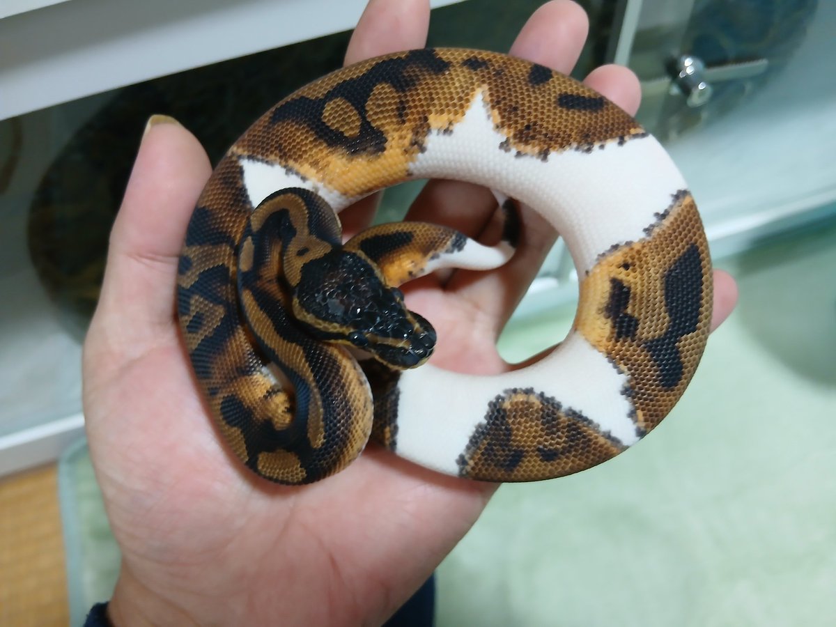 mata1177's tweet image. お店開いてます(^ー^)
興味のある方は気軽に遊びに来て下さい
(⌒‐⌒)
#バナナの家
#ボールパイソン
#ballpython 
#爬虫類