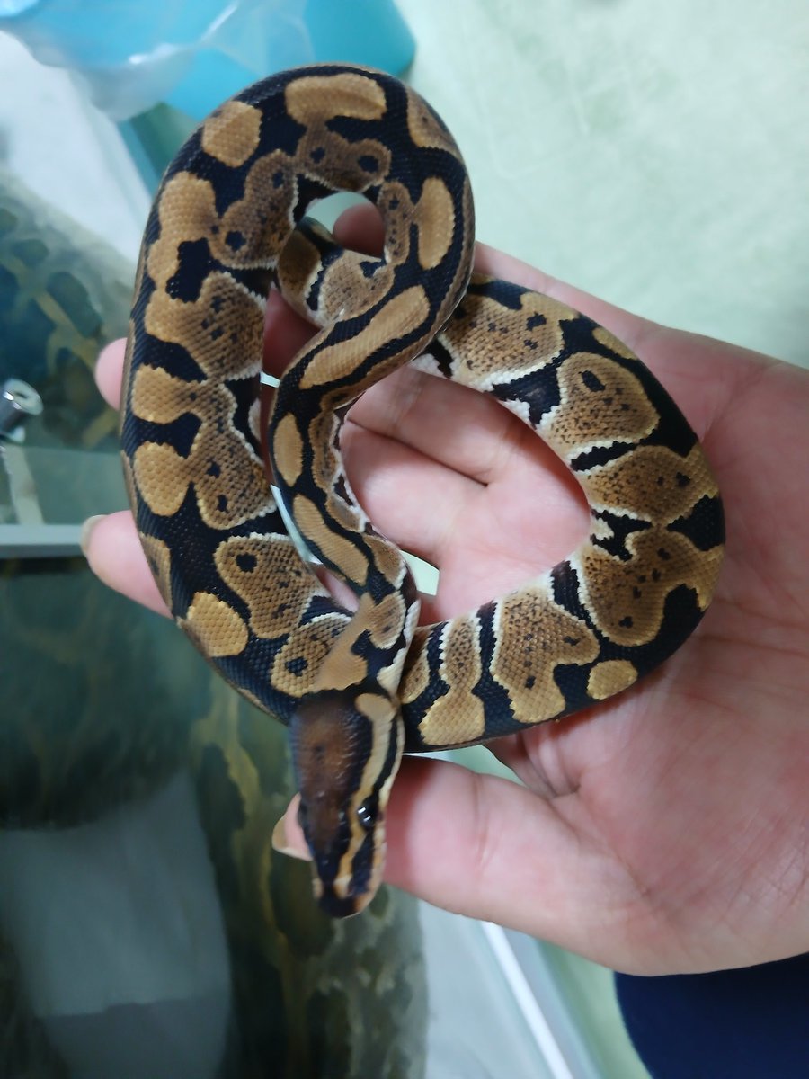 mata1177's tweet image. お店開いてます(^ー^)
興味のある方は気軽に遊びに来て下さい
(⌒‐⌒)
#バナナの家
#ボールパイソン
#ballpython 
#爬虫類