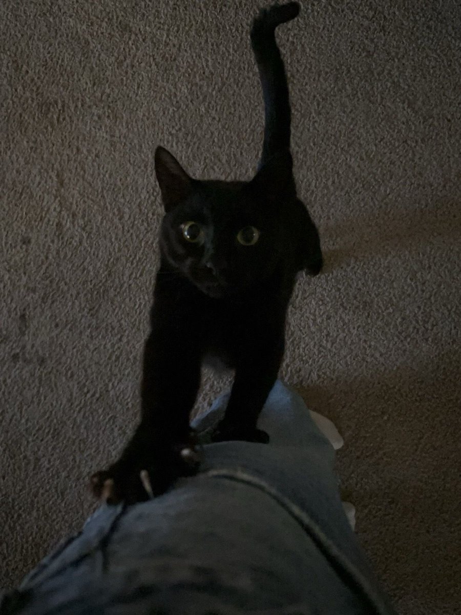 Black cats are not bad luck (@visualscat) on Twitter photo 