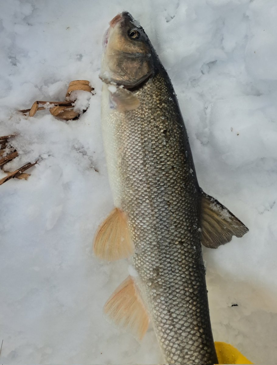 viphage's tweet image. 最後はお決まりのマルタウグイで終了だわ⁉️日が高くなるとウグイの当たりすりゃあ無いわ⁉️#ウグイ#がまかつ#サーモンロッド#渓流釣り#本流延べ竿釣り#北海道#外道