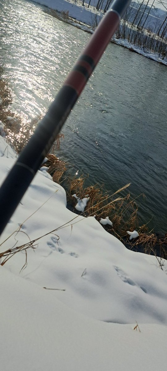 viphage's tweet image. 最後はお決まりのマルタウグイで終了だわ⁉️日が高くなるとウグイの当たりすりゃあ無いわ⁉️#ウグイ#がまかつ#サーモンロッド#渓流釣り#本流延べ竿釣り#北海道#外道