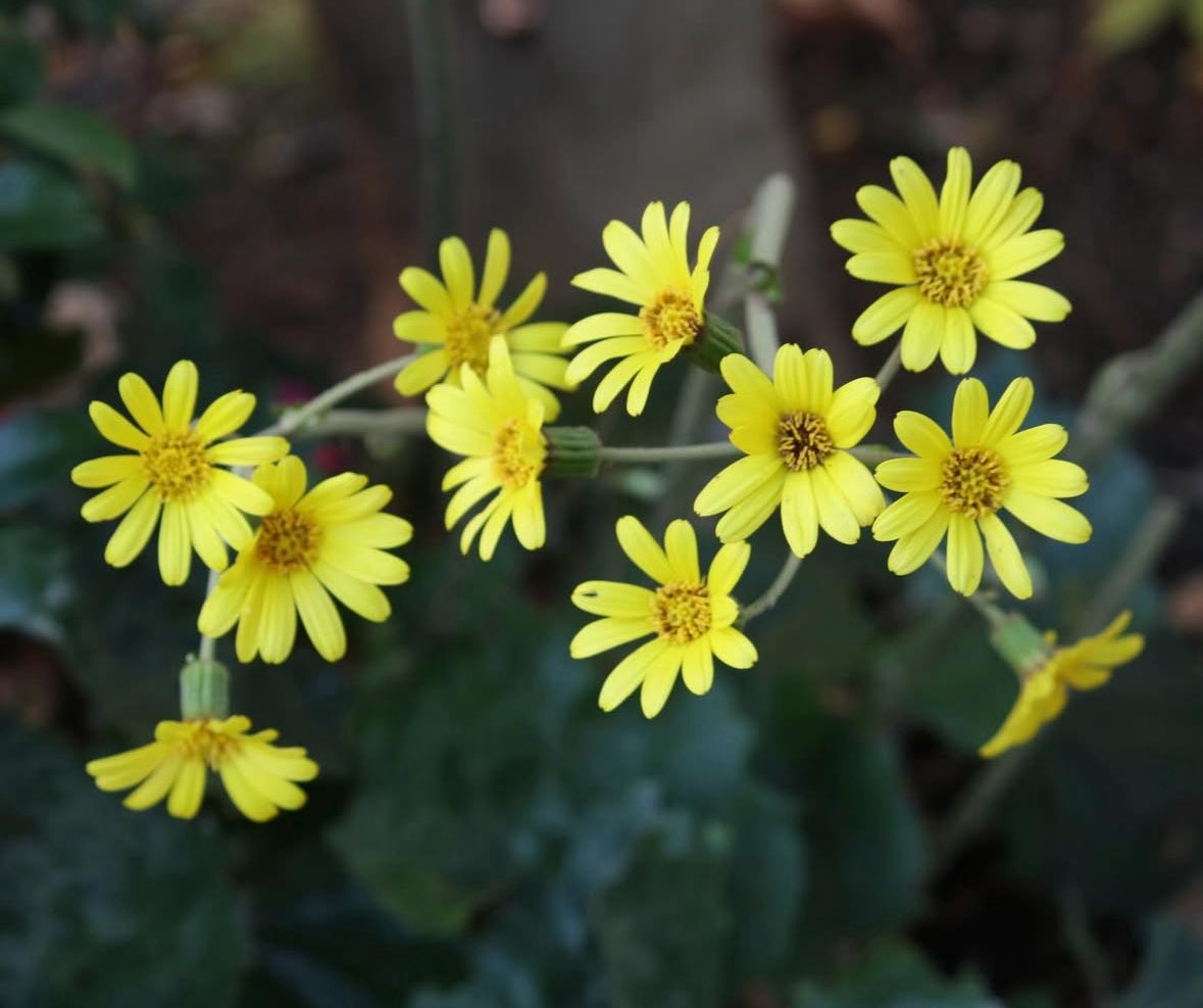 花の少ない季節 石蕗や山茶花と南天の実が鮮やかで目に留まります