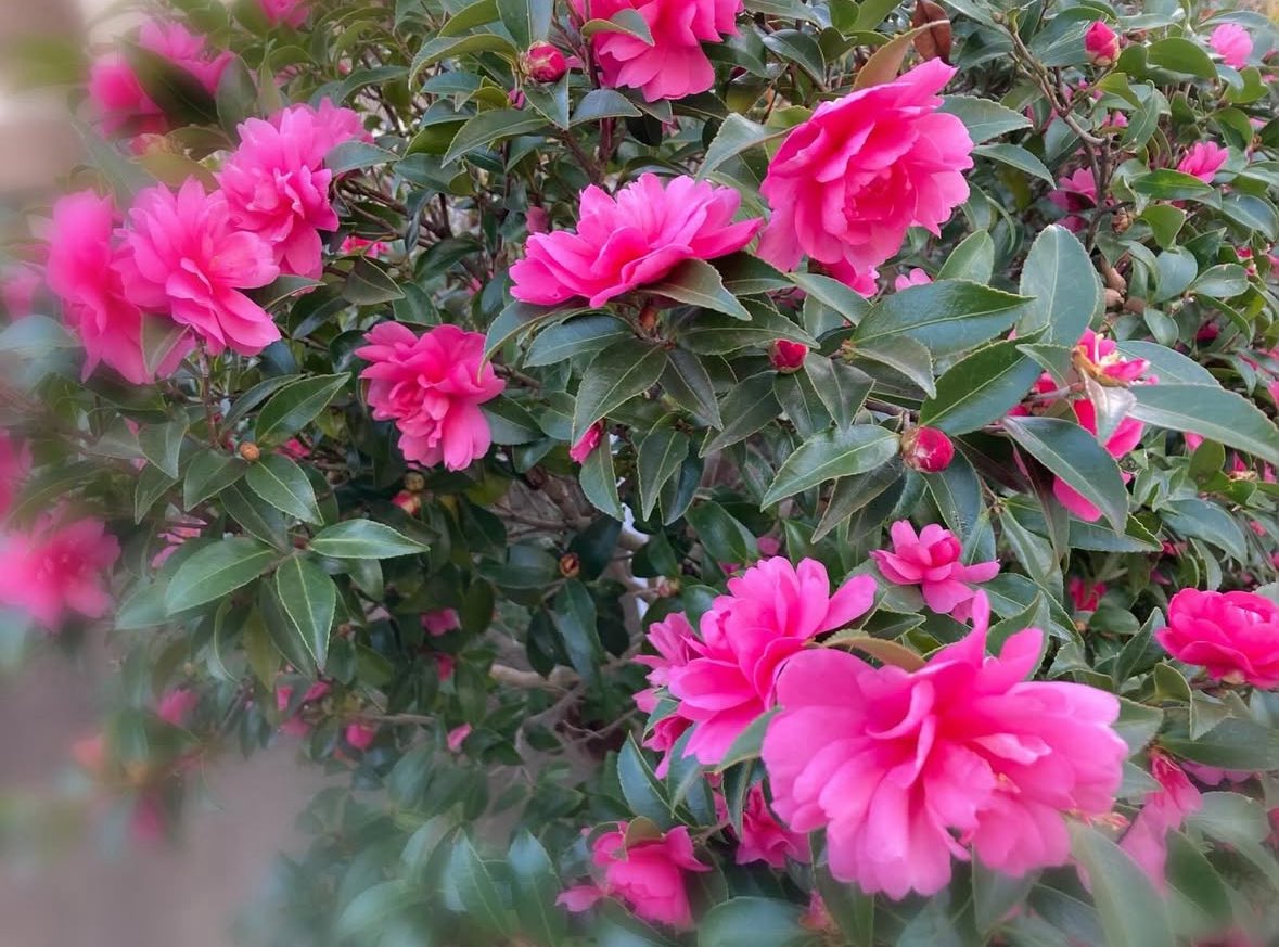 花の少ない季節 石蕗や山茶花と南天の実が鮮やかで目に留まります