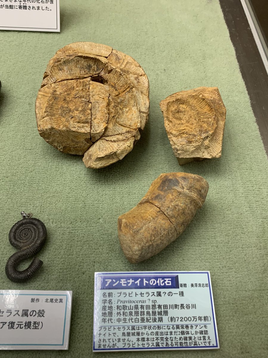 話題のコーナー「収蔵庫の化石紹介」の展示物 その4 プラビトセラス 属